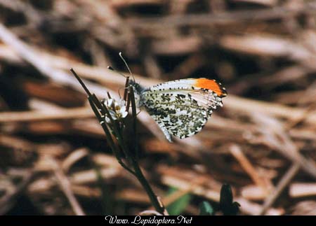 Anthocharis midea - Falcate Orangetip, Macho, Copyright 1999 - 2002,  Dave Morgan