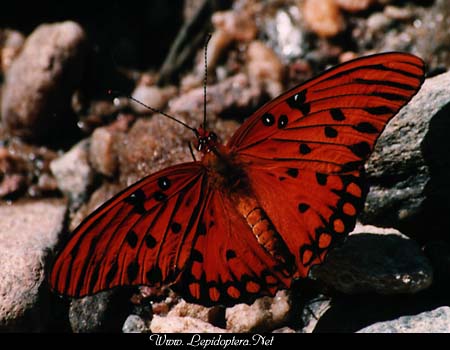Agraulis vanillae - Gulf Fritillary, Copyright 1999 - 2002,  Dave Morgan