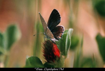 Everes comyntas - Eastern Tailed Blue, Copyright 1999 - 2002,  Dave Morgan